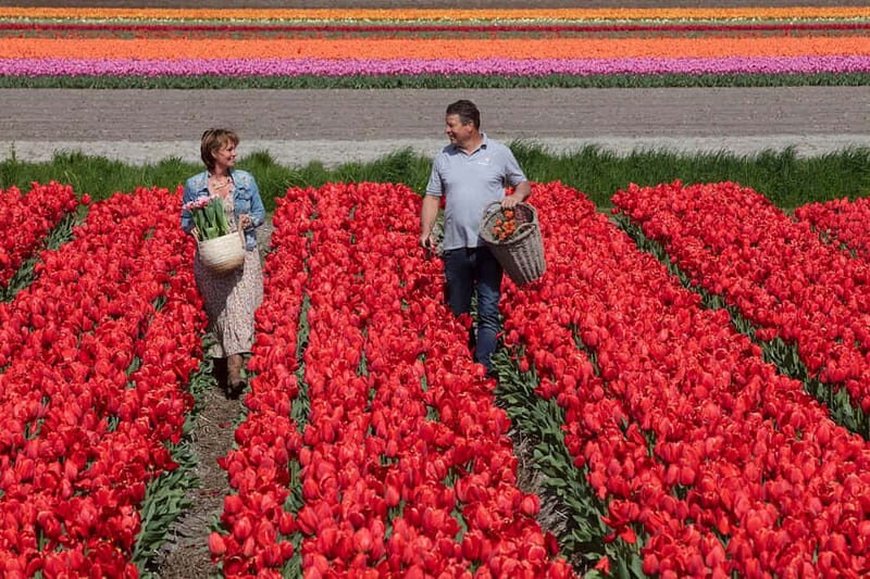 Amsterdam: Tulip Farm Visit, Keukenhof, and Windmill Cruise - A Full Breakdown of the Experience
