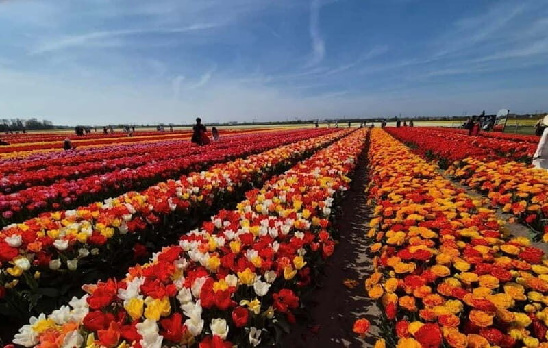 Amsterdam : Tulip Wonderland Tour - The Itinerary and What to Expect