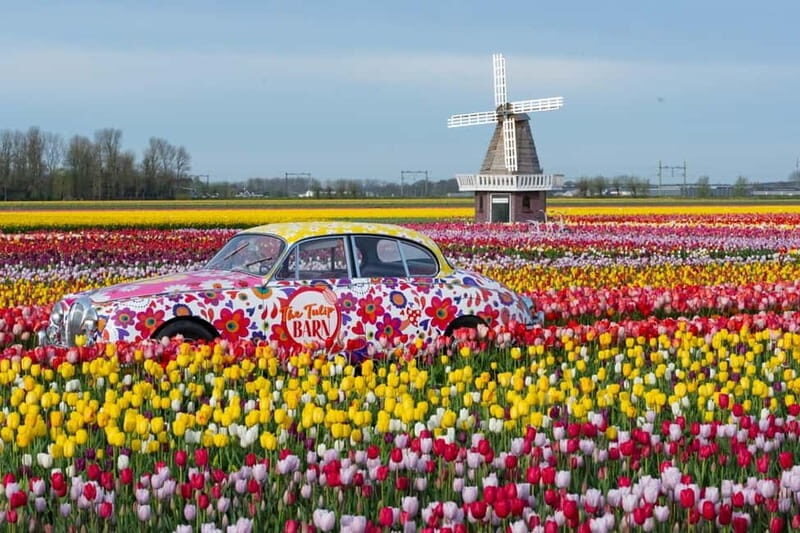 Amsterdam : Tulip Wonderland Tour - Summary