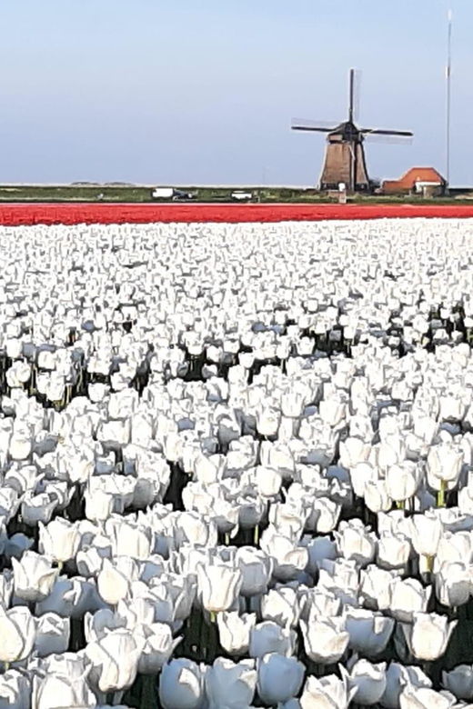 amsterdamprivate-guided-non-touristic-tulip-windmill-tour