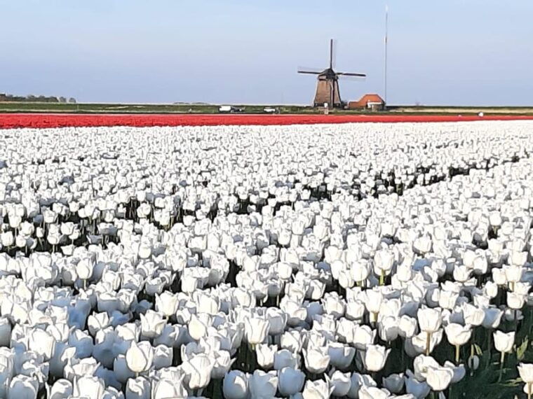 amsterdamprivate-guided-non-touristic-tulip-windmill-tour
