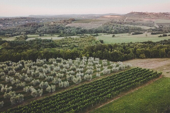 an-authentic-istrian-olive-oil-wine-local-food-experience-near-umag