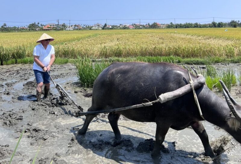 An incredible Hoi An - Water buffalo riding & cooking class - Is This Tour Right for You?