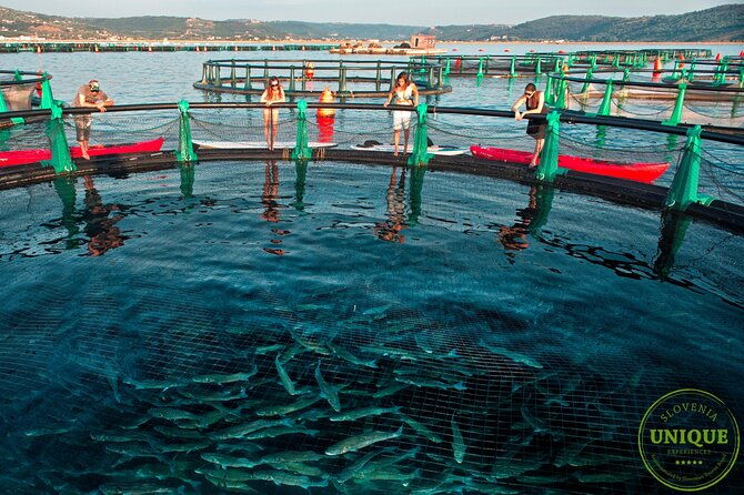 an-unforgettable-day-with-fish-wine-and-olive-oil-tasting