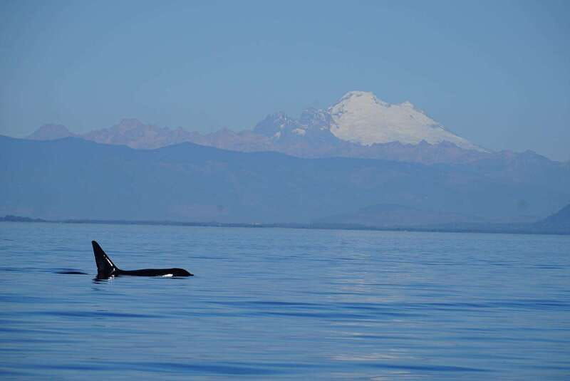 anacortes-orca-whales-guaranteed-boat-tour-near-seattle-2