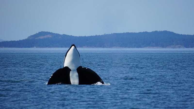 anacortes-orca-whales-guaranteed-boat-tour-near-seattle-2