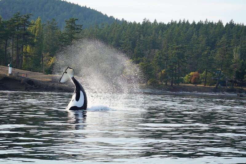 anacortes-orca-whales-guaranteed-boat-tour-near-seattle-2