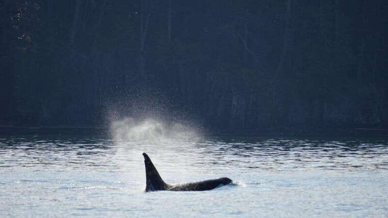 anacortes-orca-whales-guaranteed-boat-tour-near-seattle-2