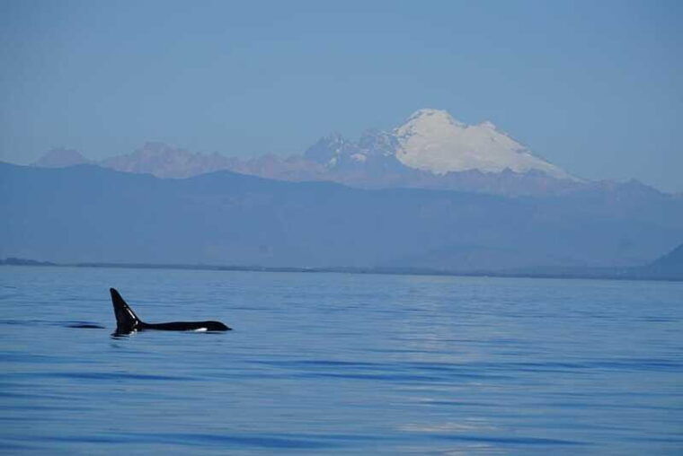 anacortes-orca-whales-guaranteed-boat-tour-near-seattle-2