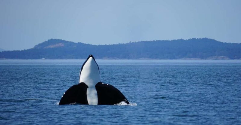anacortes-orca-whales-guaranteed-boat-tour-near-seattle