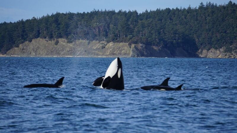 anacortes-orca-whales-guaranteed-boat-tour-near-seattle