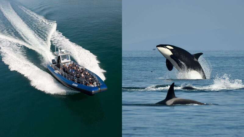 Anacortes: Whale Watching Adventure Tour Near Seattle - Key Points