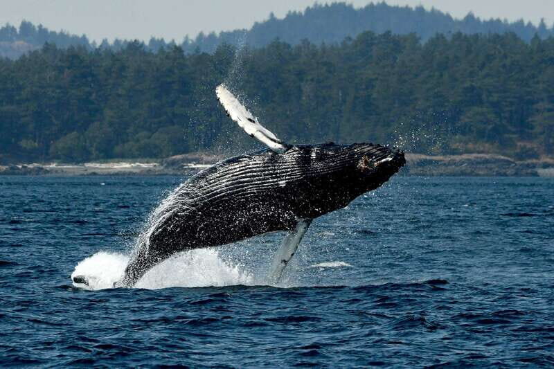 Anacortes: Whale Watching Adventure Tour Near Seattle - Introduction: A Personal Adventure with Marine Wildlife