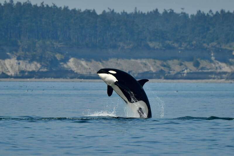 Anacortes: Whale Watching Adventure Tour Near Seattle - What to Expect During the Tour