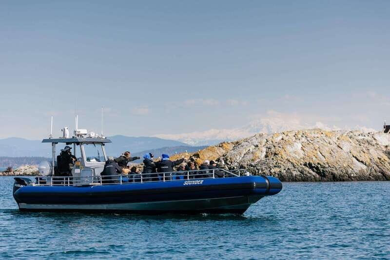 Anacortes: Whale Watching Adventure Tour Near Seattle - The Practical Side: Booking, Costs, and Tips