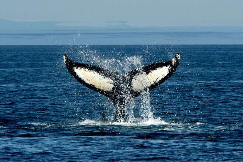 Anacortes: Whale Watching Adventure Tour Near Seattle - The Sum Up: Who Will Love This Tour?