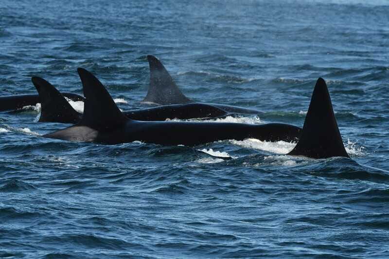 Anacortes: Whale Watching Adventure Tour Near Seattle - FAQs