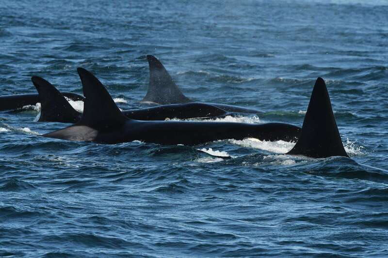 anacortes-whale-watching-adventure-tour-near-seattle
