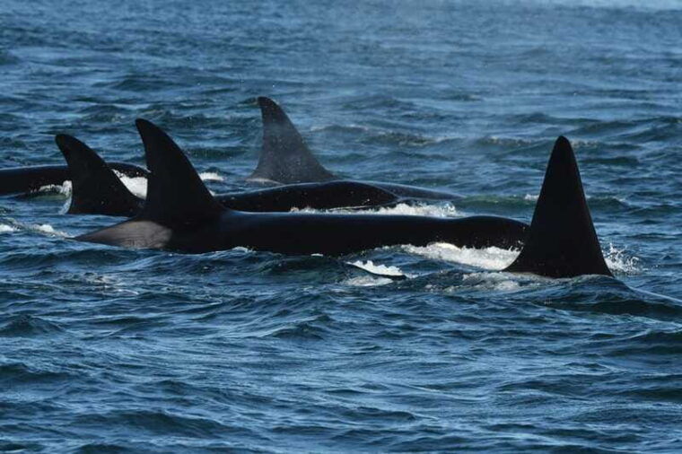 anacortes-whale-watching-adventure-tour-near-seattle