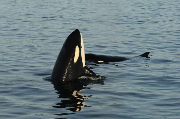 anacortes-whale-watching-adventure-tour-near-seattle