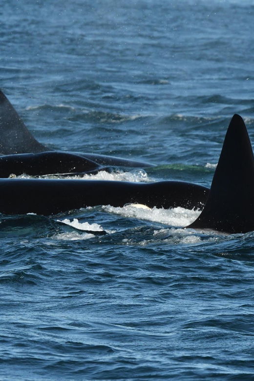 anacortes-whale-watching-adventure-tour-zodiac-boat