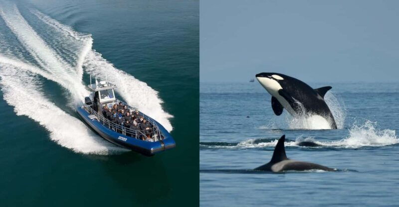 anacortes-whale-watching-adventure-tour-zodiac-boat
