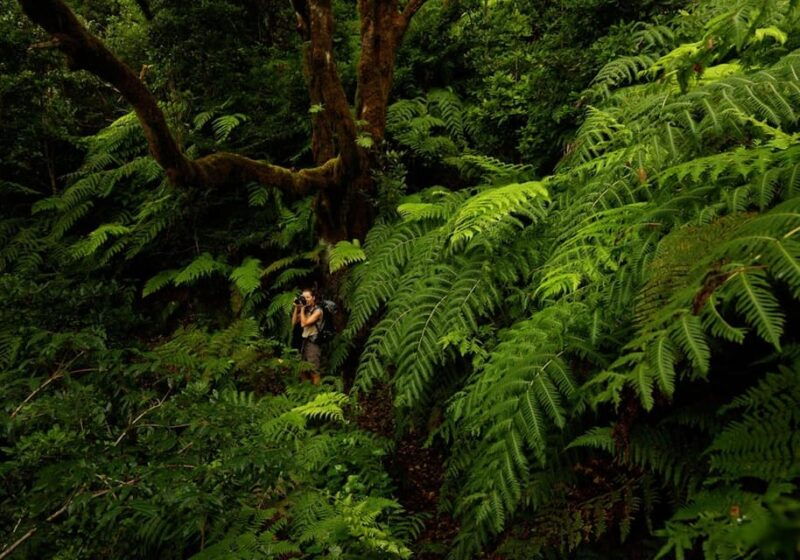 anaga-la-laguna-and-tacoronte-acentejo-forests-history-and-wines-vip-tour