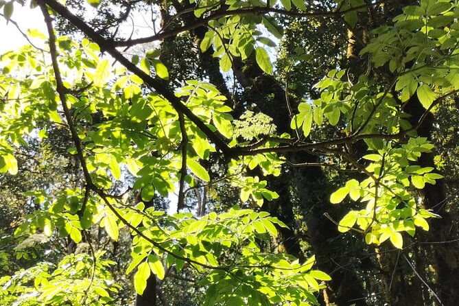 anaga-tour-hiking-living-nature-magic-forest