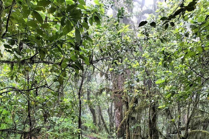 anaga-tour-hiking-living-nature-magic-forest