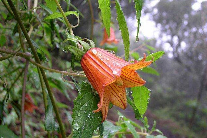 anaga-tour-hiking-living-nature-magic-forest