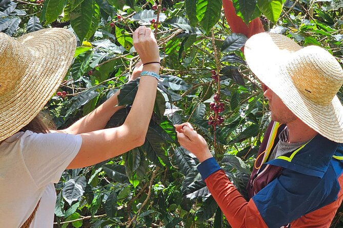 ancestral-coffee-experience-in-boquete