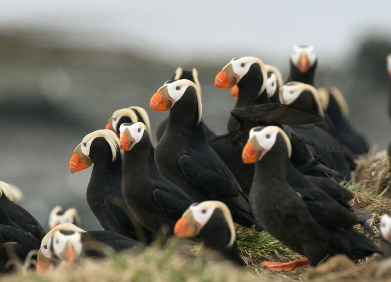 Anchorage: Kenai Fjords & Denali National Park 5 Day Tour - Who Will Love This Tour?