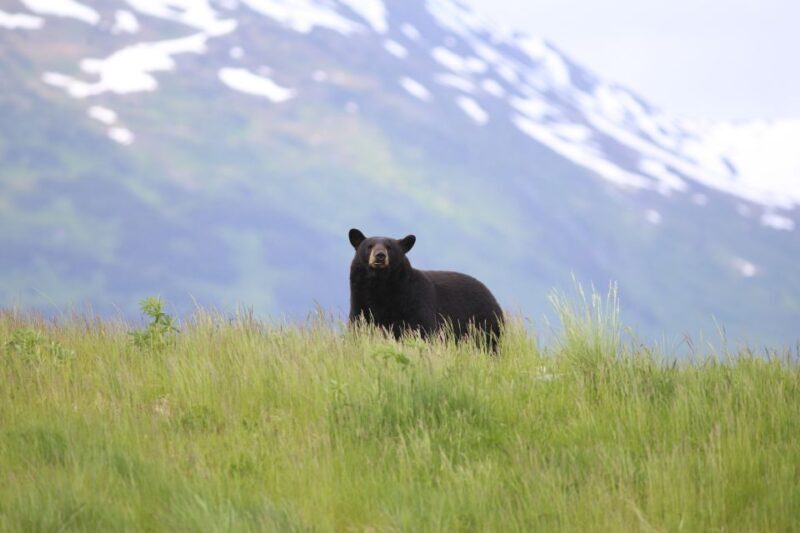 Anchorage: Kenai Fjords & Denali National Park 5 Day Tour - FAQs