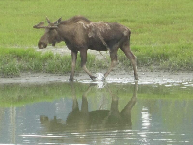 Anchorage: Portage Glacier and Wildlife Explorer Cruise - Key Points