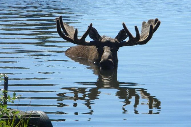 anchorage-to-seward-cruise-transfer-and-private-tour