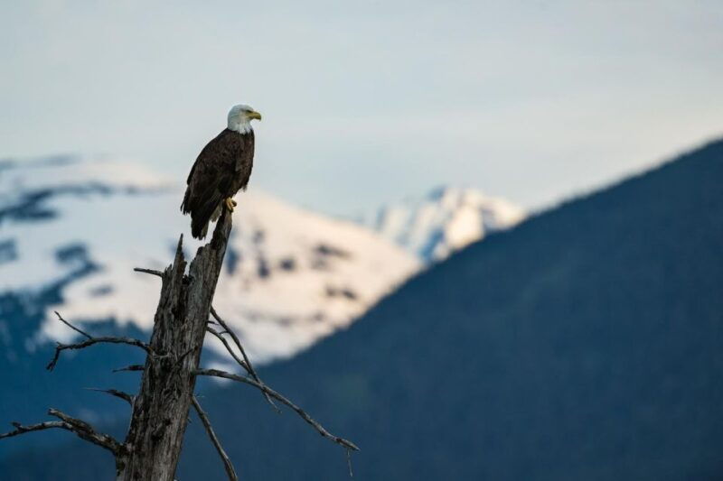 anchorage-turnagain-arm-highlights-photography-day-trip