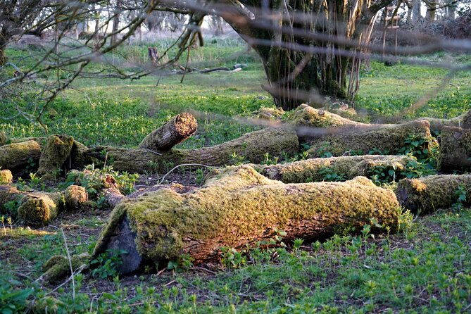 ancient-britain-sacred-forests-neolithic-burials-and-ufo-sights