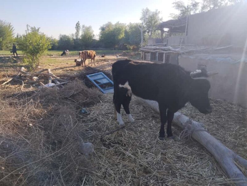 Ancient Fortresses of Khorezm Day Trip with Lunch in village - Why This Tour Works Well