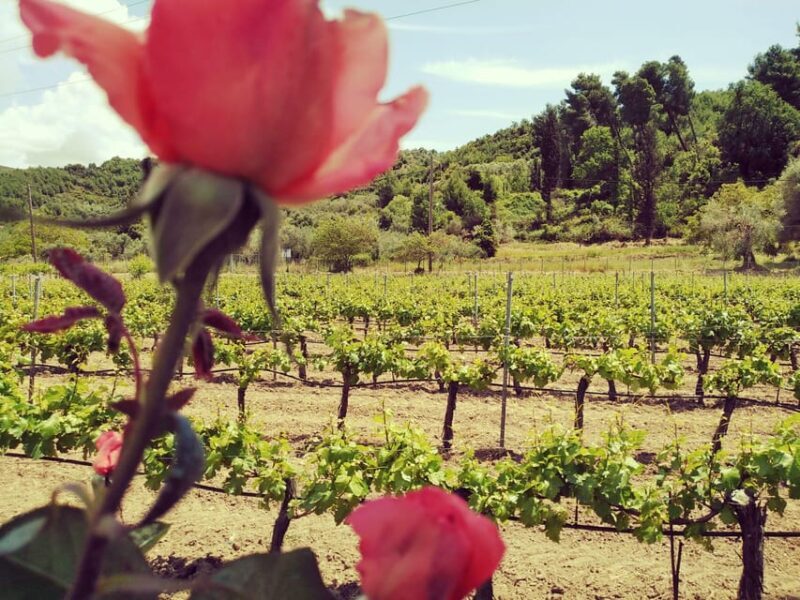 Ancient Olympia : Full Day Tour from Patras - Practical Details & Logistics