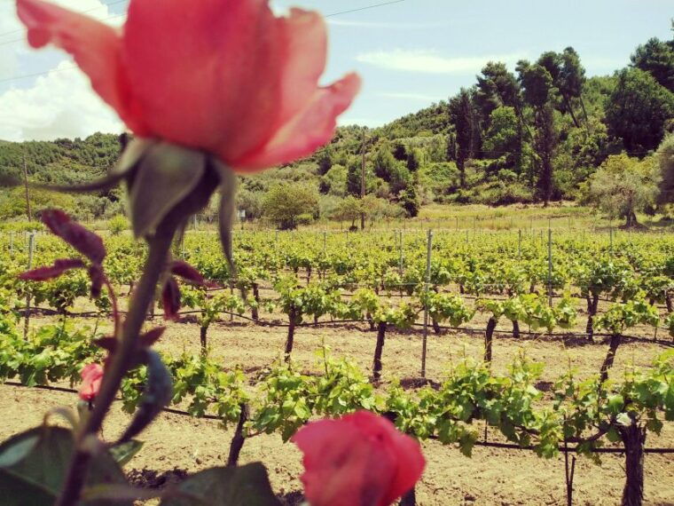 ancient-olympia-private-tour-site-museum-bee-farm-winery