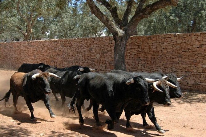 andalucia-bull-and-horse-farm-and-ronda-private-tour-from-malaga