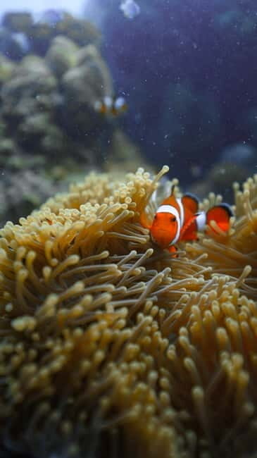 Andaman: Havelock Scuba Diving by PADI 5-Star Dive Center - Key Points