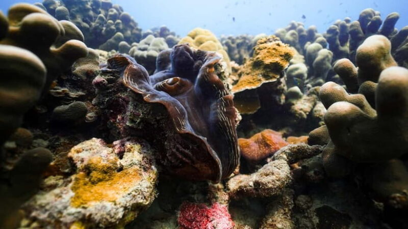 Andaman: Havelock Scuba Diving by PADI 5-Star Dive Center - The Quality of Service and Equipment