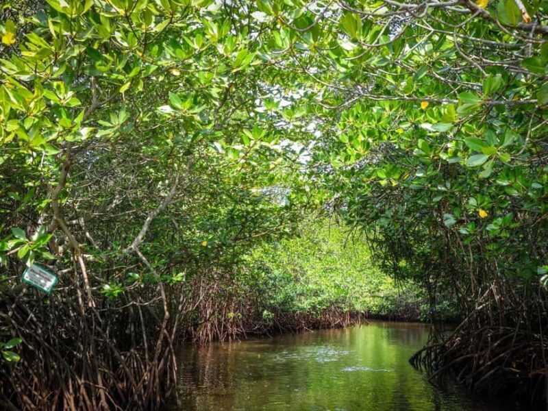 Andaman Island: Day Tour to Baratang Island - Introduction: What to Expect from This Tour