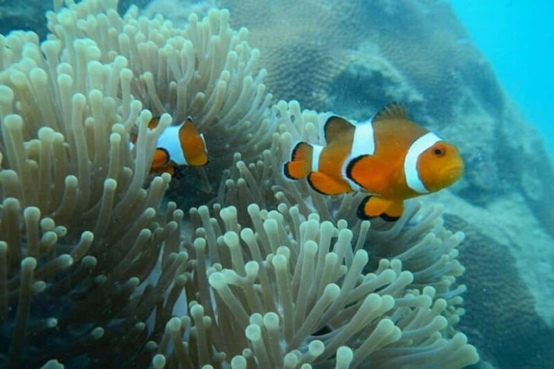 Andaman Islands: Scuba Diving Tour - Key Points