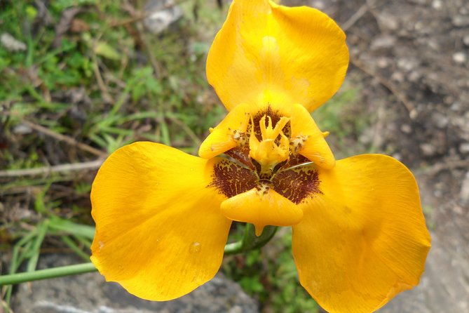 andean-adventure-discover-cusco-and-machu-picchu-in-5-days