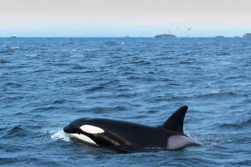 Andenes: Whale Watching/Puffin RIB Boat Tour from Bleik - Key Points