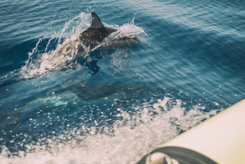 Andros: 4-hour RIB Cruise with Food and Drinks - Food and Drinks – A Feast on the Water