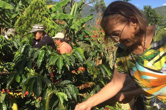 angelopolis-coffee-tour