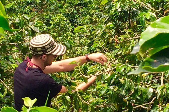 angelopolis-coffee-tour